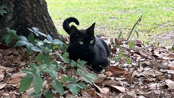 Katze Pepper