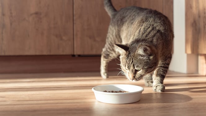 Katze schleicht um Futternapf herum