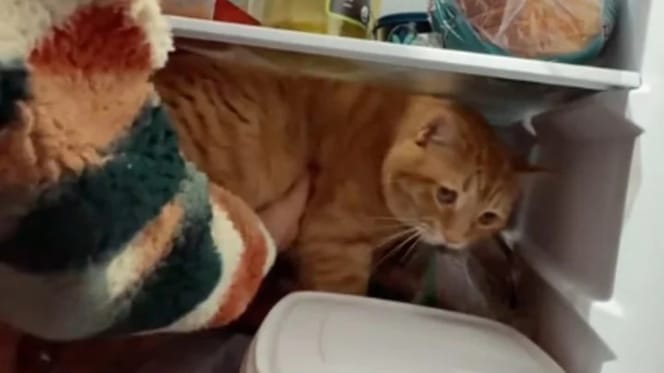 Katze sitzt im Kühlschrank
