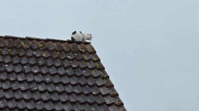 Katze sitzt seit 48 Stunden auf Dachfirst fest