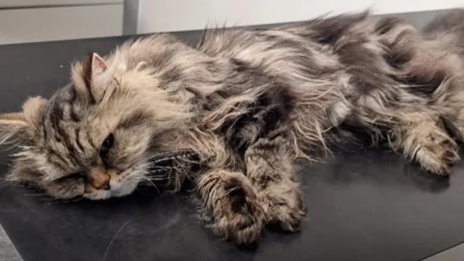 Katze Smokey