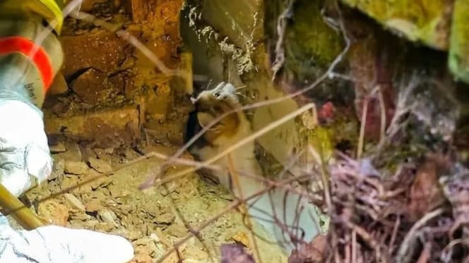 Katze steckt in engem Spalt fest