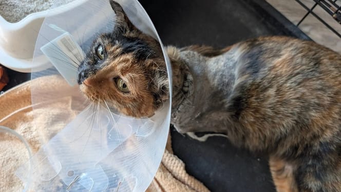 Katze Tessy nach der Amputation