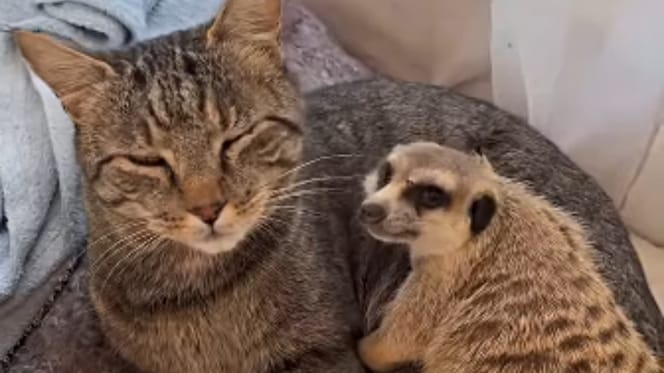 Katze und Erdmännchen kuscheln miteinander