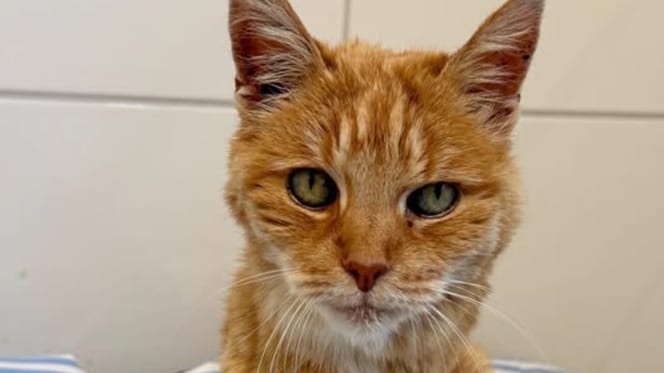 Katzen-Omi "Rübe"