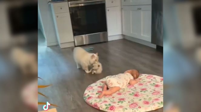 Une maman chatte attrape son chaton par le cou