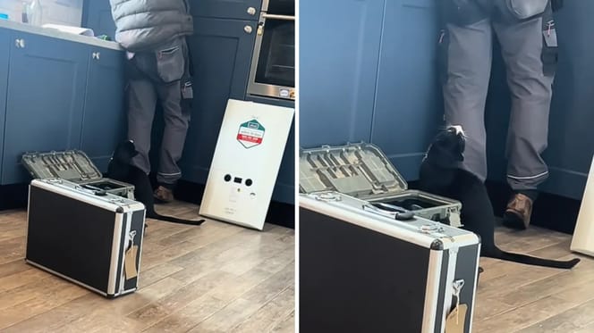 Katzer sitzt neben dem Handwerker in der Küche