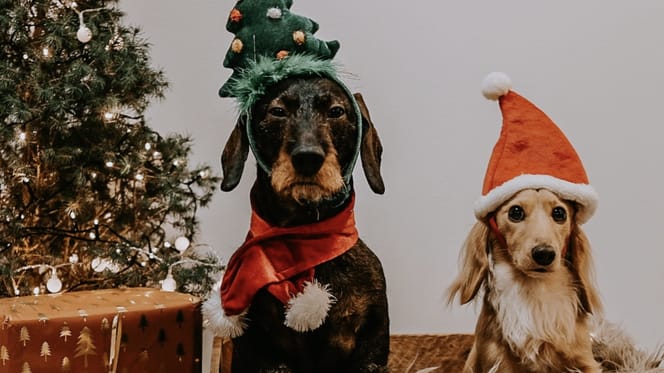 Kerstfotoshoot in Deventer bij Hashteckel