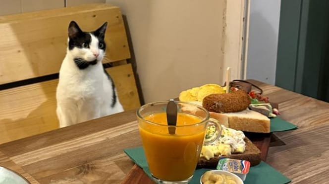Kinderen niet meer welkom in kattencafe in Leiden