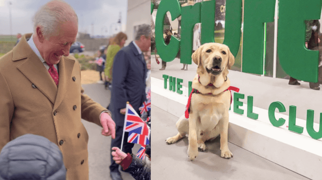 King Charles and a Labrador Retriever