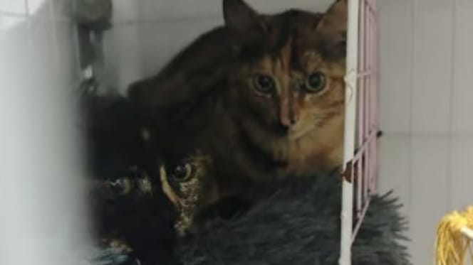 kira-canela-gatas-en-adopcion