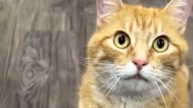 Kitt la chatte