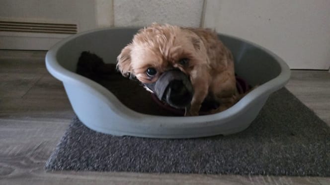 Kleiner Hund in einem Körbchen