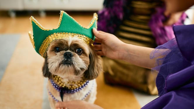 Kleiner Hund mit Karnevalskrone auf dem Kopf