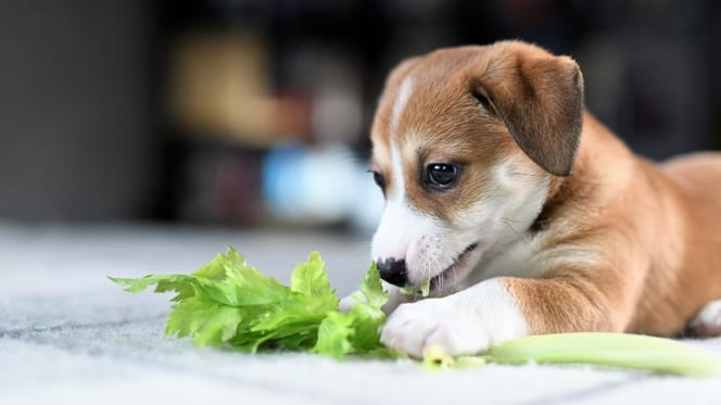 Mag een hond bleekselderij eten?