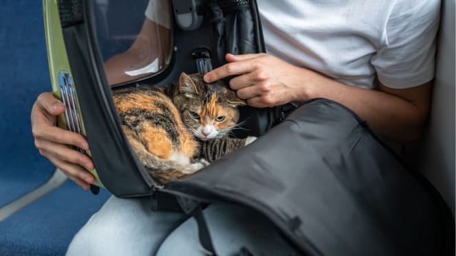 Kobieta ukarana grzywną we Francji, ponieważ kot zbyt głośno miauczy w pociągu