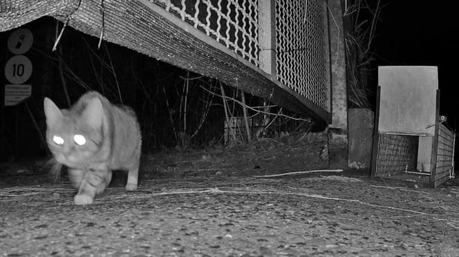 Kölner Großmarktkatze tappt in die Fotofalle
