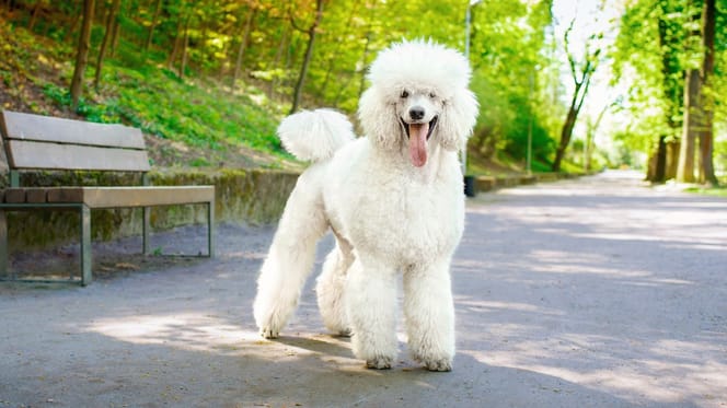 Standard Poodle