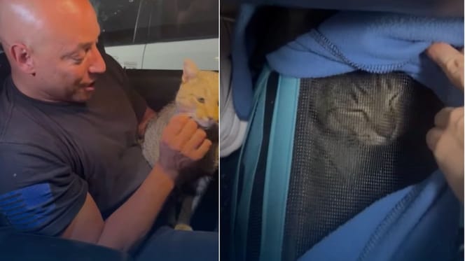 komandos uratował kota