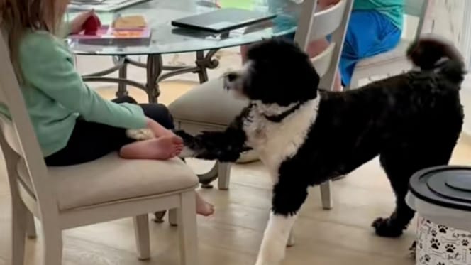 Kona der Assistenzhund