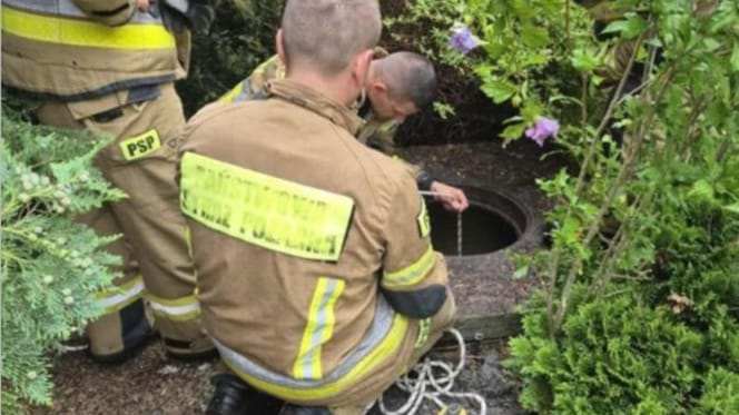 Kitten rescued from a well