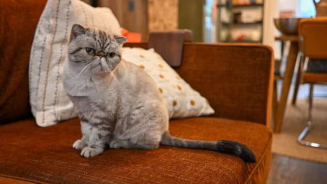 Kot Gary, przedmiot sporu