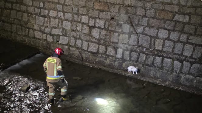 Kot i strażak z OSP Strzegom