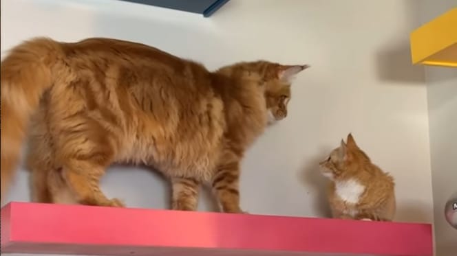 kot maine coon i golden retriever