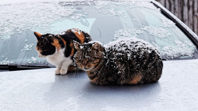 Katze unter einem Auto