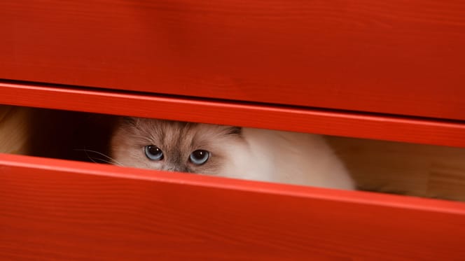 Gato_ragdoll_marca_en_el_hocico