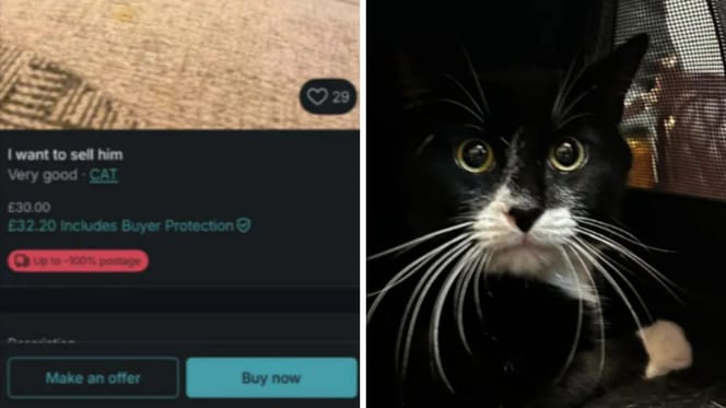 Kot sprzedany przez Vinted