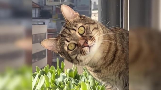 cat with tilted head staring