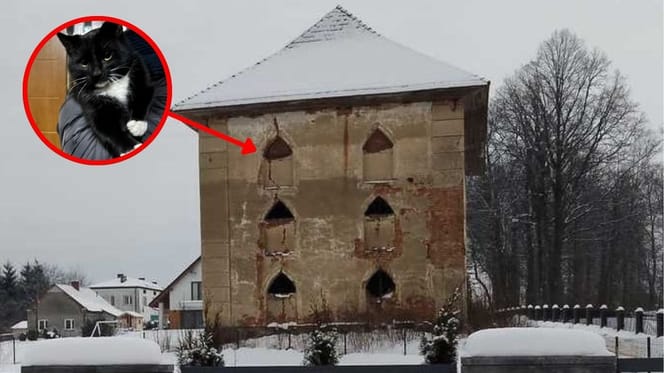 kot uwięziony w pustostanie