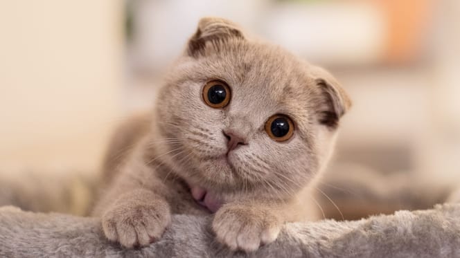 Katze im Haus
