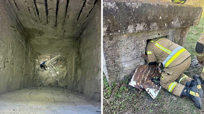 Kot w kanale i jego ratownik