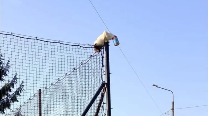 Kot z głowa w puszcze na ogrodzeniu