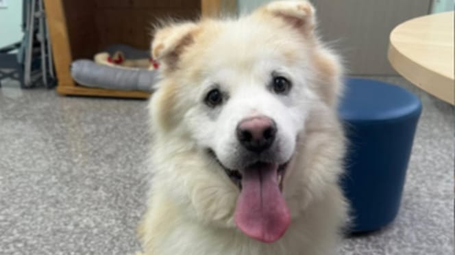 Kuno le chien