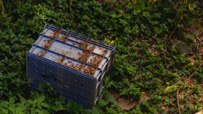Kunststoffbox im Wald
