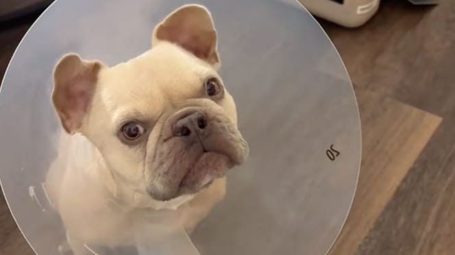 Kygo le chien