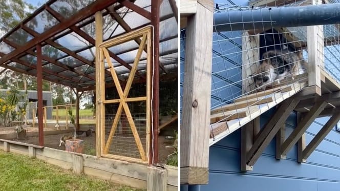 The secure outdoor space for cats