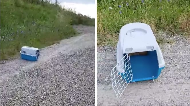 Otwarty transporter dla kota na ścieżce do schroniska