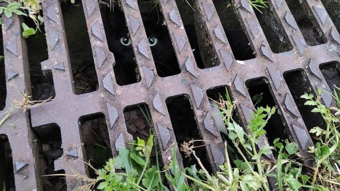 Katzen in einem Wasserabfluss gefangen