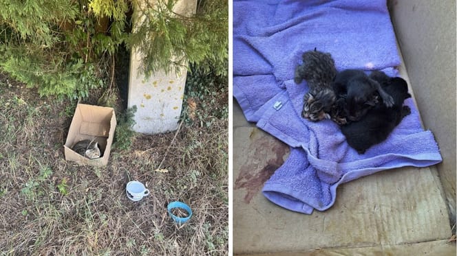 Die Katze und ihre Katzenbabys