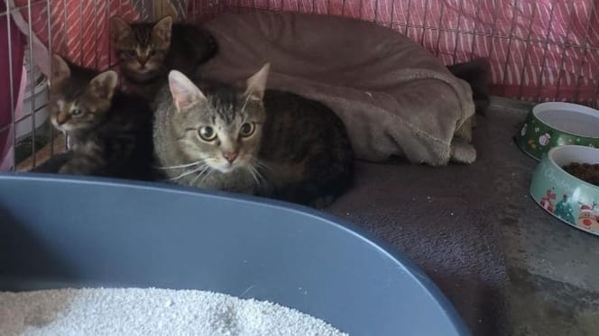 La chatte et ses chatons