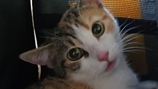 De kat Lilli