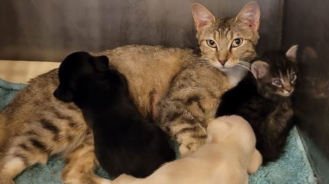 Kotka, która adoptowała dwa szczenięta