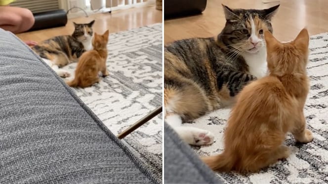 La gatta che fissa il gattino rosso