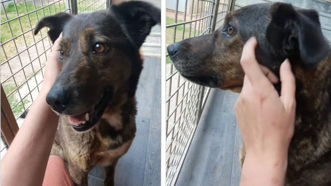 The dog who was abandoned at the rescue centre