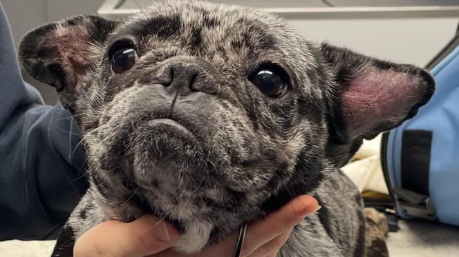Perra bulldog francés encontrada en aparcamiento