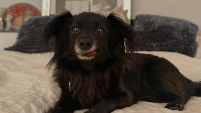 La chienne Jolie
